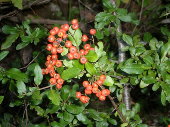 Pyracantha coccinea